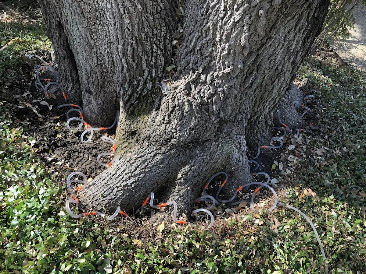 Detailed Tree Cabling and Bracing job site in Tie Siding