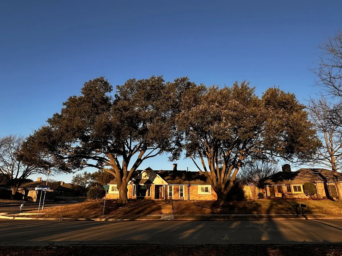 Established residential canopy tree shading a home in Tie Siding